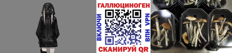 Псилоцибиновые грибы GOLDEN TEACHER  Купить  Чухлома 